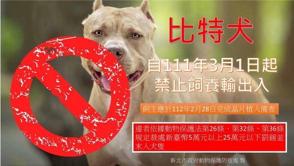 行政院農業委員會公告2022年3月1日起禁止飼養比特犬，針對已飼養的飼主應於今年2月28日前辦理寵物登記，完成備查。（新北動保處提供）