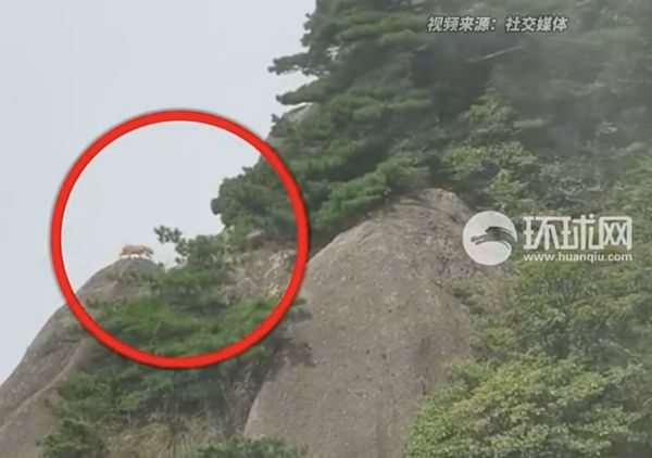 ▲▼陸遊客「拍到雲豹」超激動　專家：只是「橘貓」被餵太胖了！。（圖／翻攝微博）