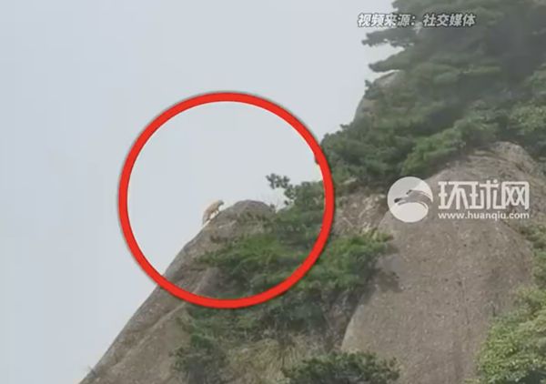 ▲▼陸遊客「拍到雲豹」超激動　專家：只是「橘貓」被餵太胖了！。（圖／翻攝微博）