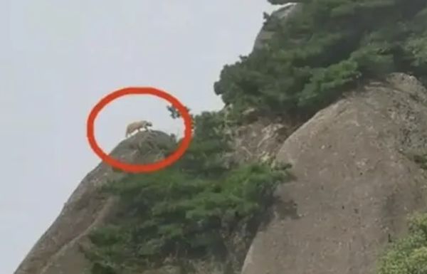 ▲▼陸遊客「拍到雲豹」超激動　專家：只是「橘貓」被餵太胖了！。（圖／翻攝微博）