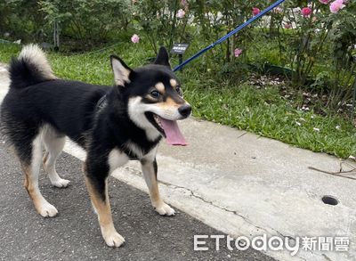 10歲寵物犬突走路不穩、歪歪的　醫一量「血壓飆破200」：不能等了