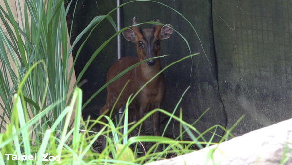 ▲可愛又害羞的新鄰居山羌。（圖／臺北市立動物園提供）