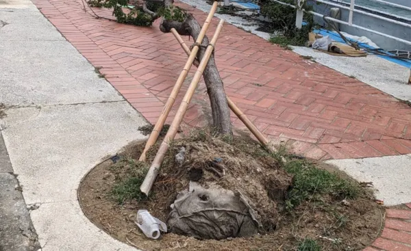 ▲▼高雄市議員陳美雅踢爆，高雄「尿布樹」才是路樹倒一片原因。（圖／記者賴文萱翻攝）