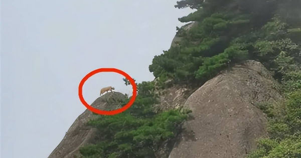 有遊客在大陸安徽的黃山拍到一隻大貓在山峰上爬跳，專家看完後讓網友笑了。（圖／翻攝自微博）