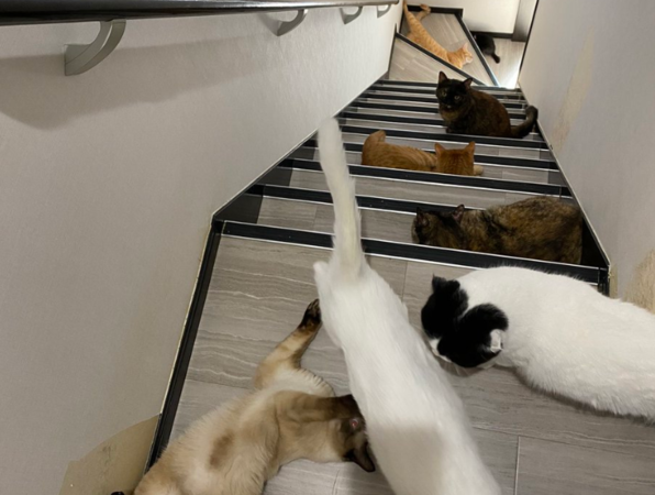 ▲8隻貓咪聚集在狹窄的樓道中，讓主人一起床就要面對下樓的大挑戰。（圖／翻攝自推特／沒地方走了！推特帳號「にゃんねこ25匹の猫生活」沒地方走了！推特帳號）