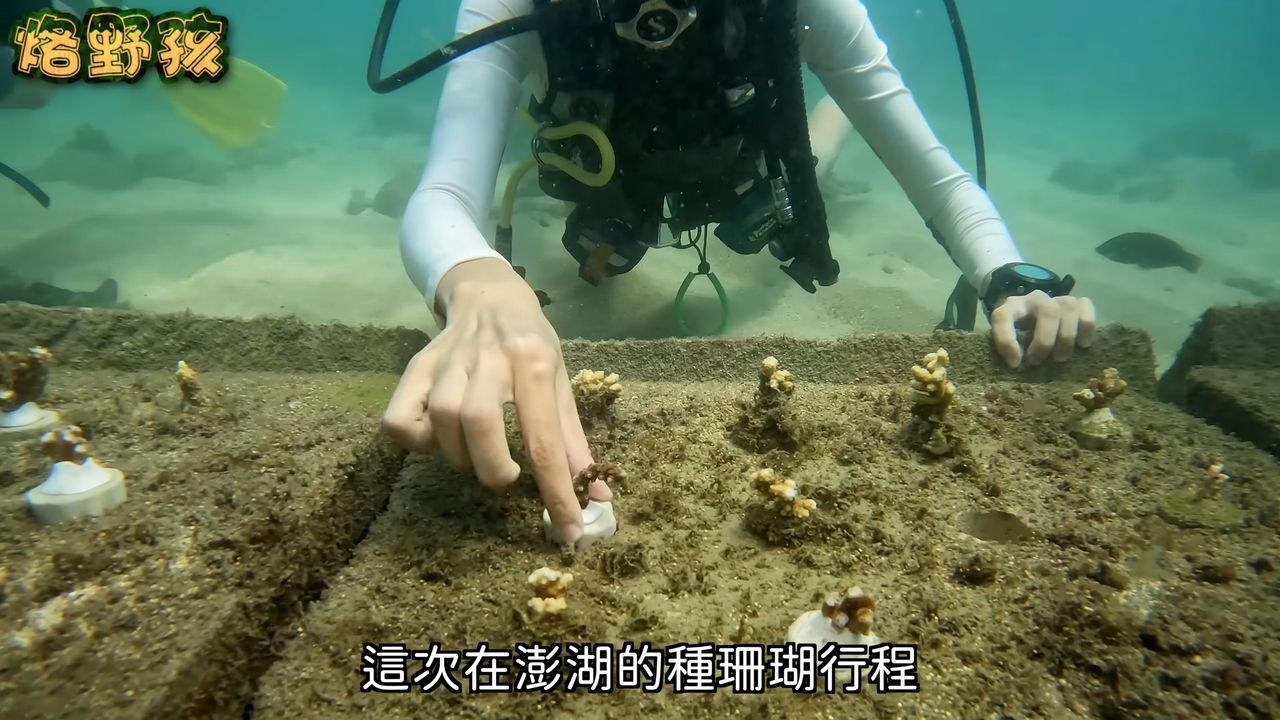 ▲▼ 三星帶頭喚起珊瑚保育熱潮　串聯YouTuber聯手保護海洋。（圖／翻攝自 YouTube／烙野孩 imyeahhi）