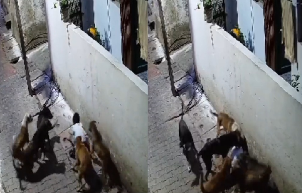 7歲男童家附近被5流浪狗撲倒　「全身恐怖撕咬」13秒畫面曝光。（圖／翻攝自推特）