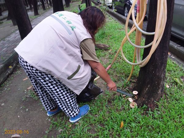 ▲▼高雄公園冒白色菌菇 。（圖／記者賴文萱翻攝）