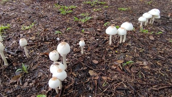 ▲▼高雄公園冒白色菌菇 。（圖／記者賴文萱翻攝）