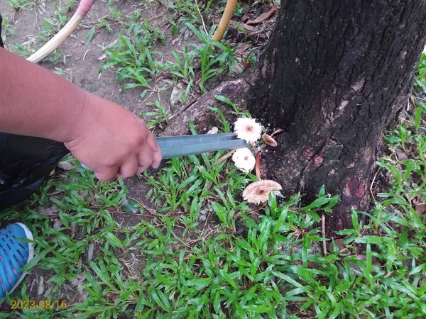 ▲▼高雄公園冒白色菌菇 。（圖／記者賴文萱翻攝）