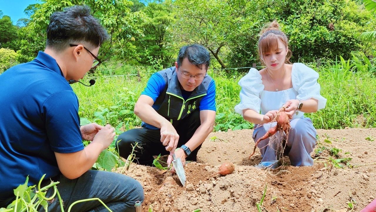 ▲新北甘藷季開跑 金山千人田間焢土窯。（圖／新北市金山區公所提供）