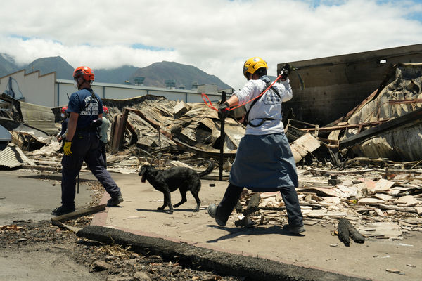 ▲▼夏威夷野火，聯邦緊急事務管理署（FEMA）搜救隊員在被毀壞的拉海納（Lahaina）進行搜查。（圖／路透）