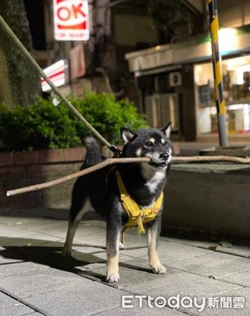 ▲▼散步到一半下大雨！牠無奈變「抽取式柴犬」　擠出嘴邊肉超厭世。（圖／IG@wood.dog_money）