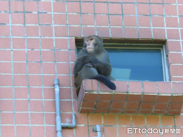 ▲▼花蓮有獼猴在國宅亂竄。（圖／記者王兆麟翻攝）