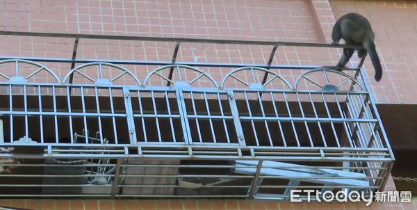 ▲▼花蓮有獼猴在國宅亂竄。（圖／記者王兆麟翻攝）