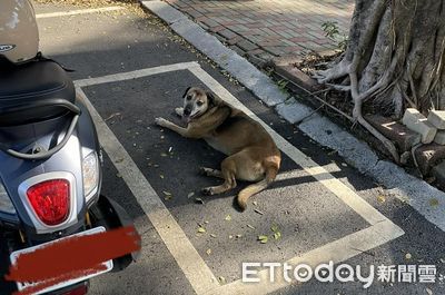 停車遇「狗狗肉老司機」一次到位　躲樹蔭遮陽笑翻8千人：內行的