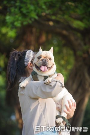 ▲法國鬥牛犬「A-Bai」。（圖／IG@abai_de_frenchie授權提供）