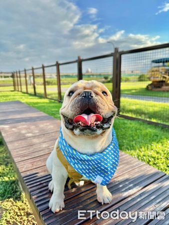 ▲法國鬥牛犬「A-Bai」。（圖／IG@abai_de_frenchie授權提供）