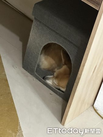 ▲柯基犬「皮皮」。（圖／飼主Hong Chang授權提供）