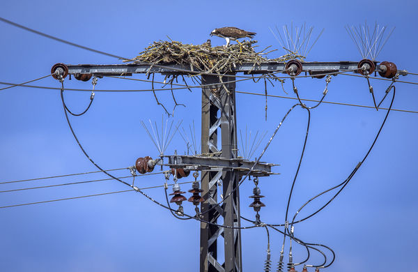 ▲▼在電線桿上築巢的一隻魚鷹（osprey）正在餵養兩隻幼鳥。（圖／達志影像／美聯社）