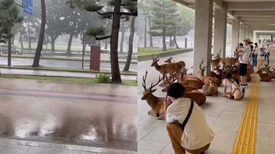 奈良突發性豪雨！她發現「鹿都跟人一起擠在騎樓下」　網羨慕：也想一起躲雨