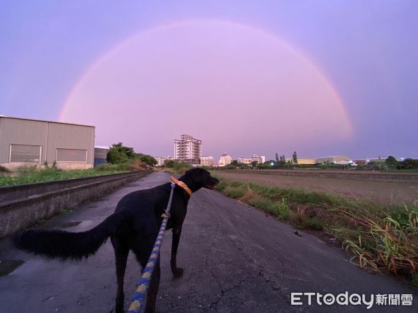 ▲▼堅持走自己選的路　歐告「原地耍賴」露小牙齒笑翻網：混到柴？（圖／Instagram@hey_heydog授權提供）