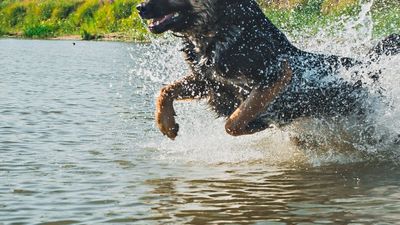 勇犬跳海拯救溺水童！不幸嗆水亡　飼主悲憤：對方家長連句謝謝都沒