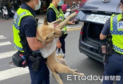 狗闖機車行趴二樓休息！警察陪牠說話、摸頭勸下來　靠這招找回媽