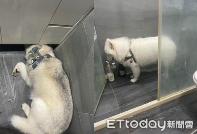 窗外打雷太可怕！2愛犬「頭埋桌下、衝廁所避難」　主人看了心疼