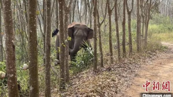▲雲南一頭野象助警查獲2.8公斤鴉片。（圖／翻攝人民網）