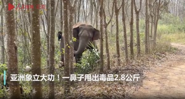 ▲▼在雲南邊境，警察在亞洲象的指引下查獲2.8公斤的鴉片。（圖／翻攝微博）