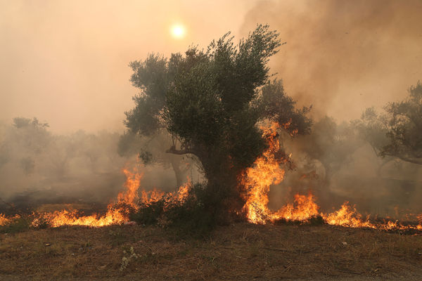 ▲▼希臘埃夫羅斯地區（Evros region）野火，消防隊發現18具焦屍，可能是非法移民。（圖／路透）