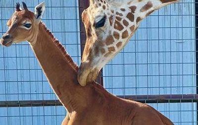 全球唯一一隻！「無斑紋長頸鹿」誕生於美國　動物園徵求命名