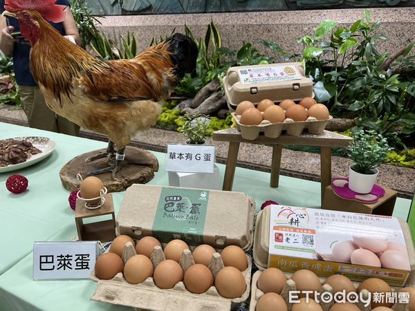 ▲畜試所輔導原鄉部落友善飼養雞隻，成功開發多款雞肉與雞蛋產品。（圖／記者楊惠琪攝）