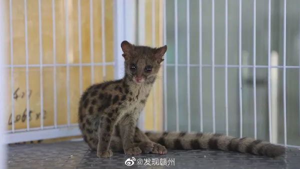 ▲▼神秘生物誤闖民宅，竟然是國家保護動物。（圖／翻攝微博）