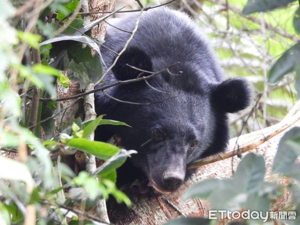 ▲黑熊中套索躲樹上，林業保育署台東分署立即會同野灣野生動物保育協會醫療團隊前往救援         。（圖／記者楊漢聲翻攝）