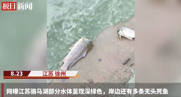 ▲▼徐州駱馬湖湖水呈深綠色，岸邊還伴隨大量死魚，引發網友討論。（圖／翻攝微博）