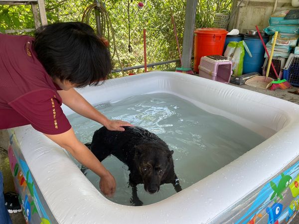 ▲▼高溫33度襲來變「熱狗」　動物之家擺「巨大狗泳池」幫浪浪消暑。（圖／新北市動保處提供）