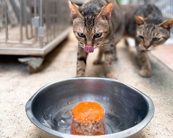 ▲▼高溫33度襲來變「熱狗」　動物之家擺「巨大狗泳池」幫浪浪消暑。（圖／新北市動保處提供）