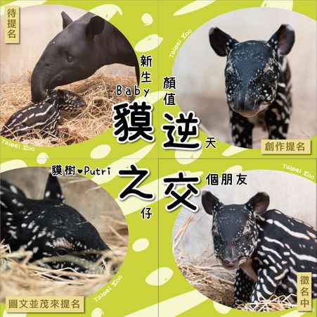 ▲馬來貘。（圖／台北市立動物園）