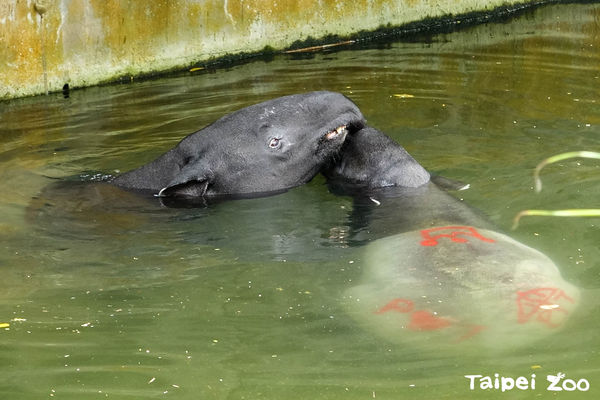 ▲馬來貘。（圖／台北市立動物園）