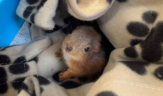 ▲目前這隻小松鼠國家野生動物救援中心接受照顧，將在長大後回歸大自然。（圖／翻攝自Scottish SPCA）