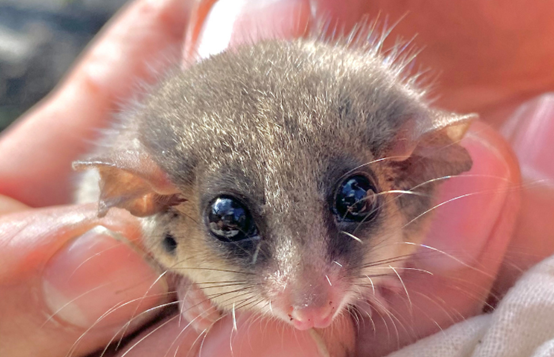 ▲生態學家在保護區內發現了拇指大小的奇特生物，一查之下才知原來是瀕危的「東部侏儒負鼠寶寶」。（圖／取自取自「Australian Wildlife Conservancy’s (AWC) North Head Sanctuary」官網）