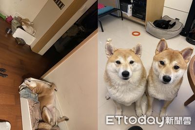 柴犬「彎出90°直角」睡到變形　爸看同款亮點笑翻：基因騙不了人