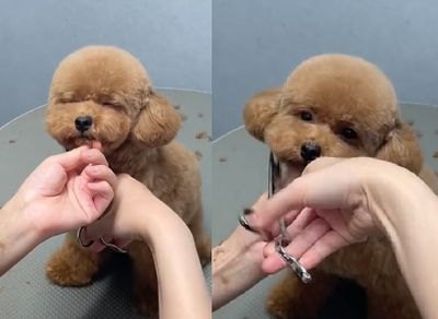 貴賓超喜歡寵物美容! 美容師俐落剪毛牠瞇瞇眼超享受