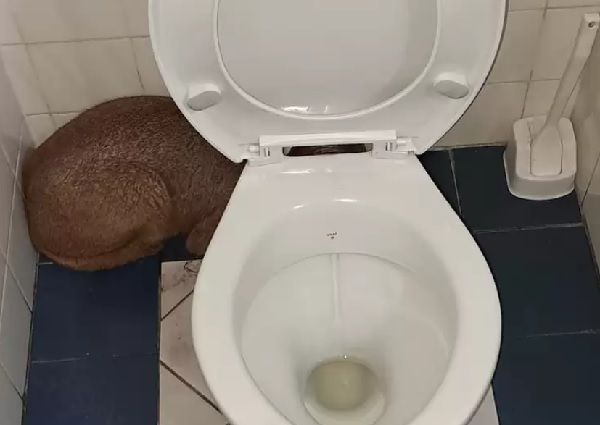 ▲▼工人進廁所驚見一隻棕色生物，沒想到是稀有的獰貓。（圖／翻攝自The dodo）