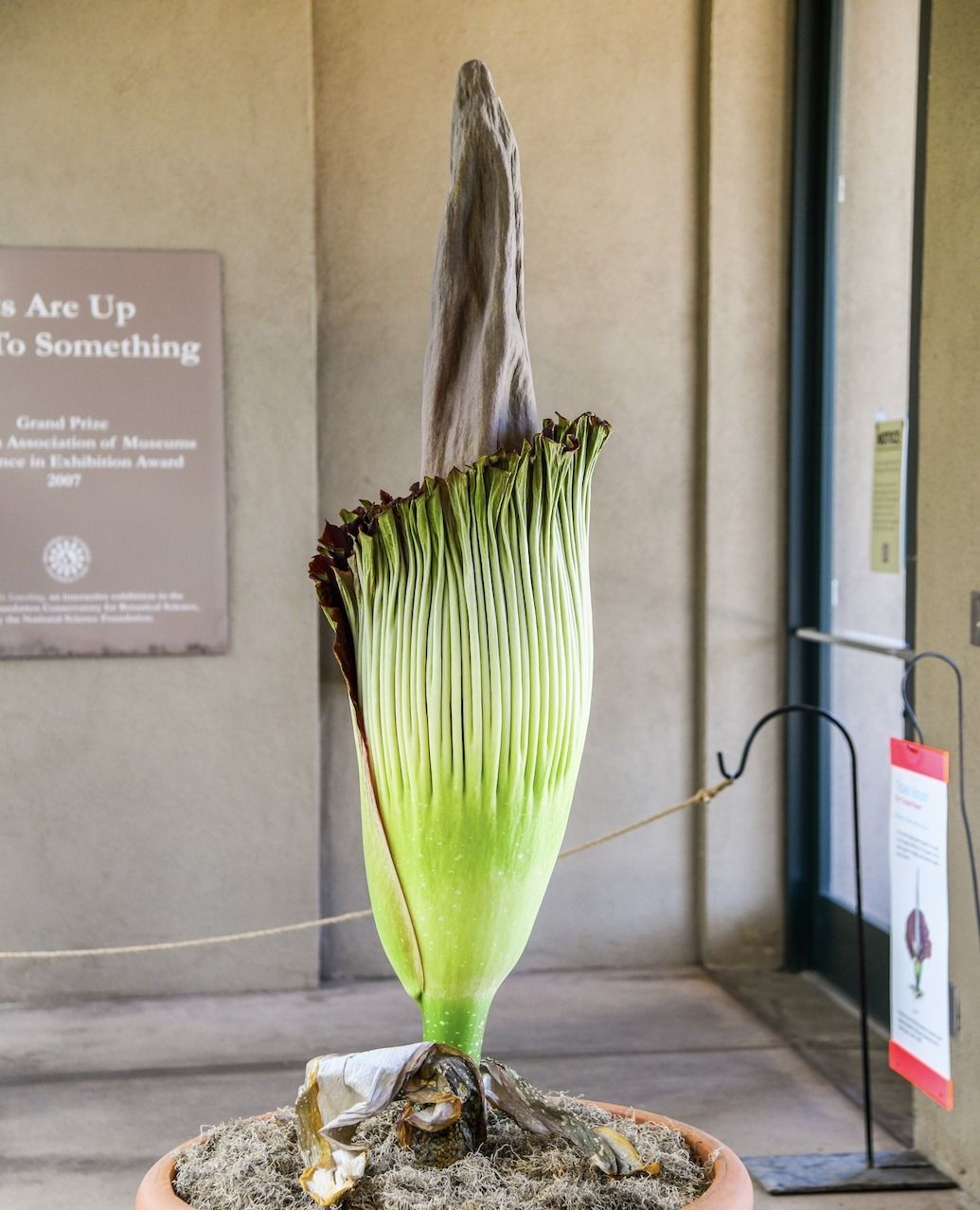 ▲美國洛杉磯亨丁頓圖書館（Huntingdon Library）溫室內的「巨花魔芋」（Amorphophallus Titanium）本周綻放。（圖／翻攝推特@TheHuntington）