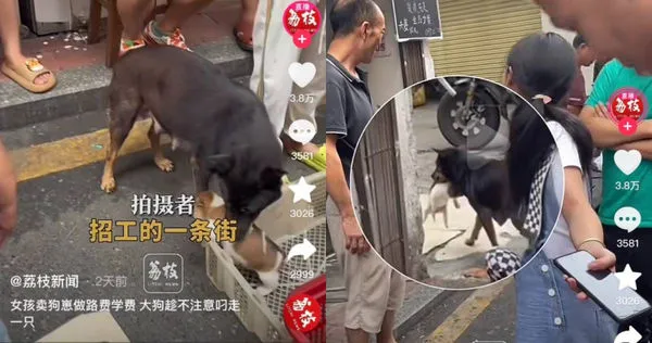 中國廣東有2名女孩在路邊販賣幼犬賺學費，狗媽媽不捨趁主人不注意將小狗叼走。（圖／抖音）