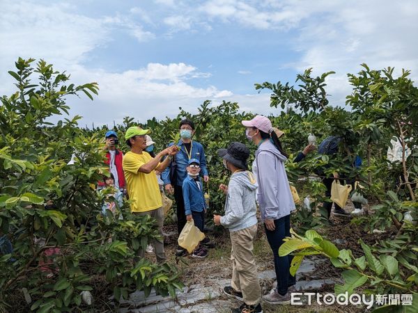 ▲中華醫事科技大學USR團隊與玉井在地青農合作舉辦親子食農經濟學習營，體驗採果樂，體驗食物的美好滋味。（圖／記者林東良翻攝，下同）