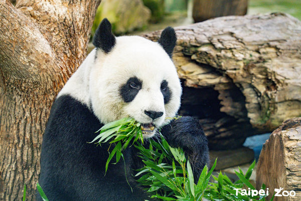 大貓熊圓圓19歲生日。（圖／台北市立動物園提供）